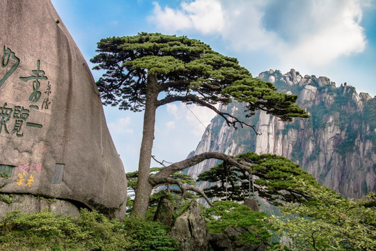 迎客松 黄山风光