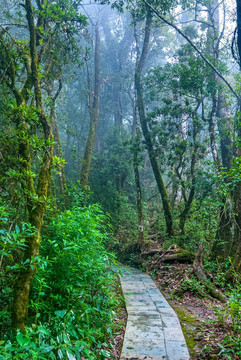 林间小路 大围山森林公园