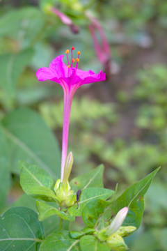 紫茉莉 花朵特写