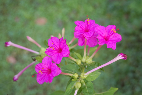 紫茉莉 花朵特写