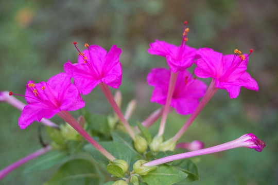 紫茉莉 花朵特写