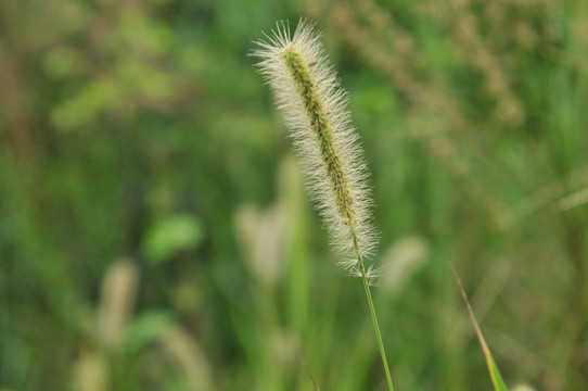 狗尾巴草