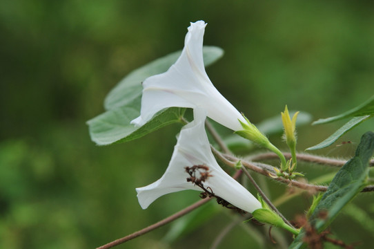 牵牛花