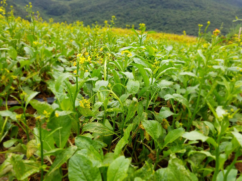 蔬菜种植