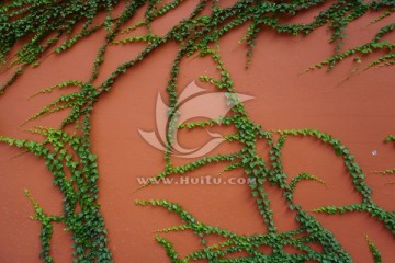 红墙 绿色植物