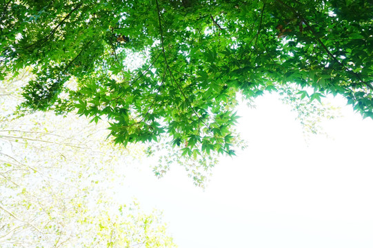 綠葉背景