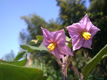 茄子花