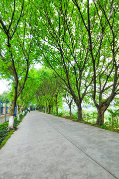 公園樹木