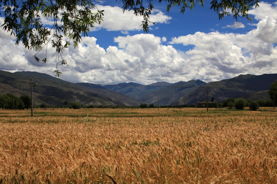 西藏丰收的农田
