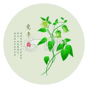 手繪黨參 防風(fēng)黨參 黃參