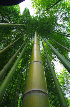 竹子