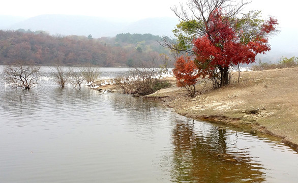 池边 秋树 红枫