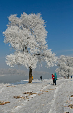 雾凇 雪景