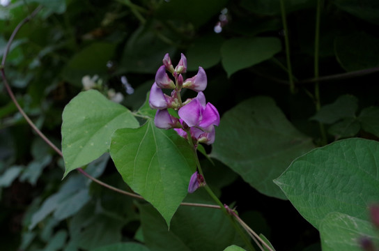 豆荚花