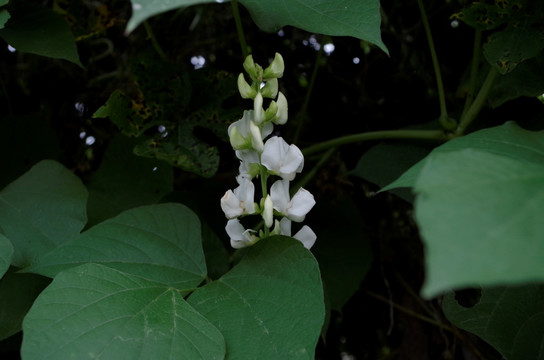 豆荚花