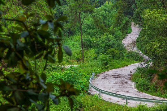 歌乐山林间步道