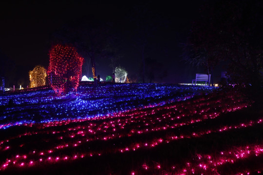 灯光花海夜景