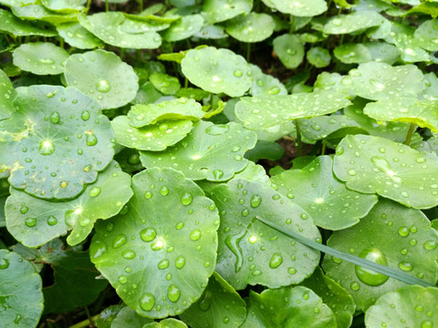 雨露铜钱草