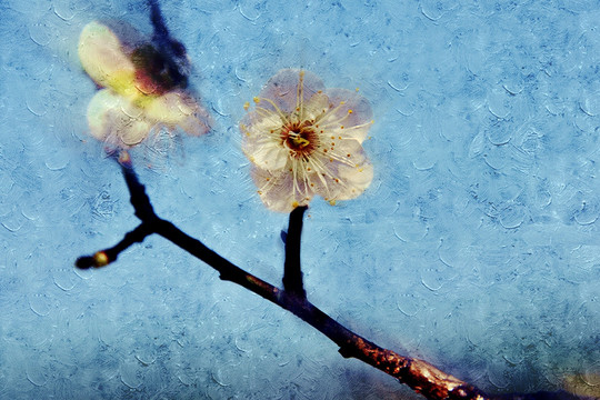 梅花油畫