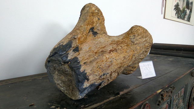 恐龙腿骨化石