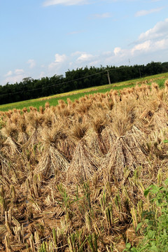 稻草 生态摄影 农业 农作物