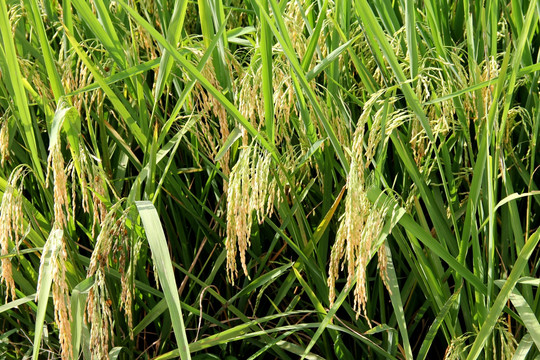 稻米 生态摄影
