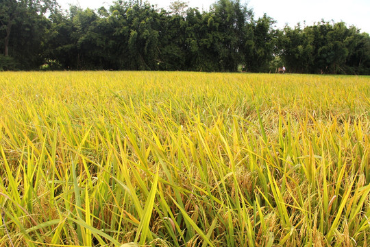 田园风光 水稻