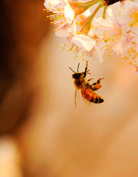 樱花蜜蜂