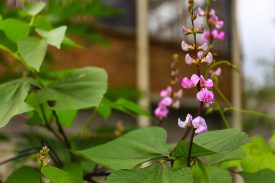 扁豆花