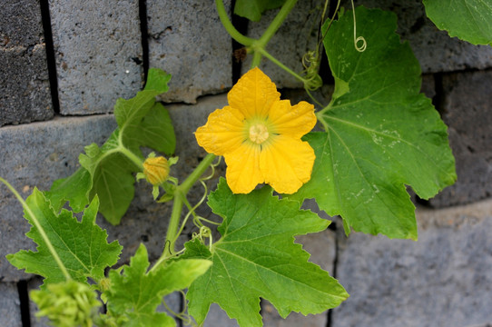 丝瓜花 黄色花