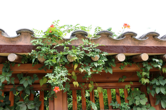 院墙 花 仿古建筑