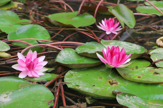睡蓮 荷花