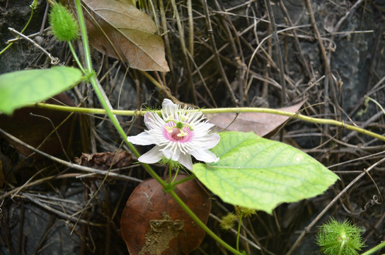 龙珠果花