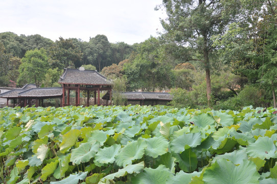 绵阳西山公园