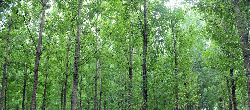 绿树  树林