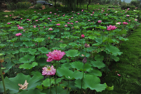 荷花池