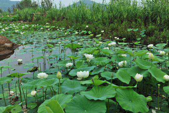 荷花池