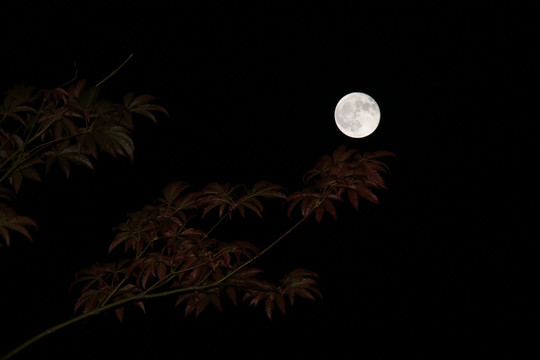 月亮 树叶