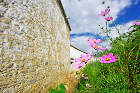 格桑花