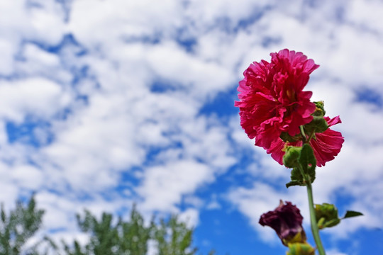 芙蓉花