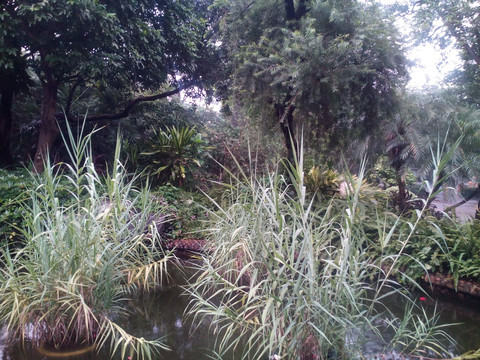 池中植物