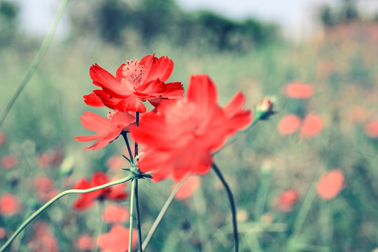 红色小菊花