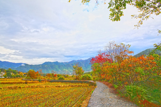 塔川秋日田园风光