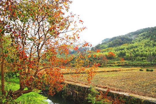 塔川秋日田园风光