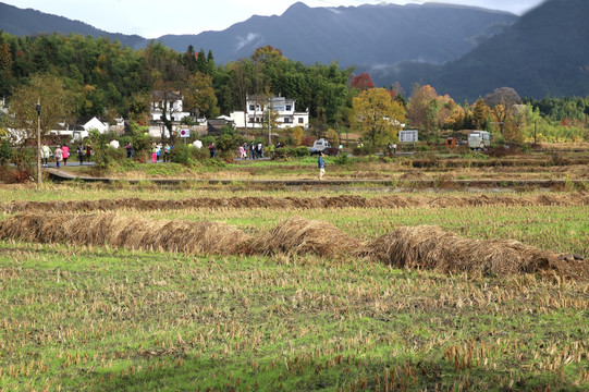 塔川田野秋景