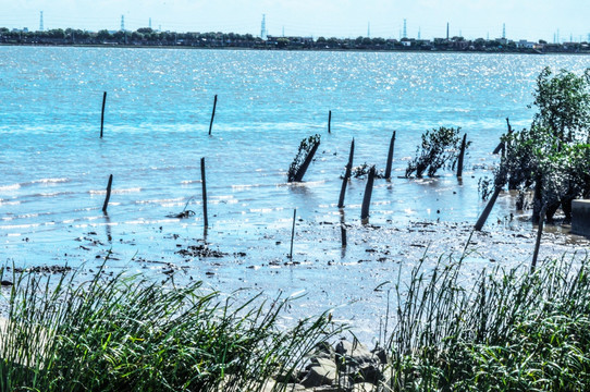 沼泽湿地