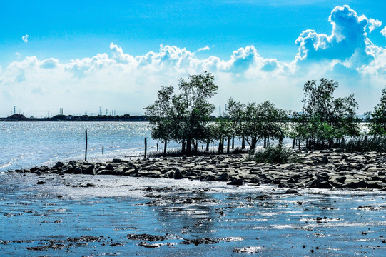 沼泽湿地