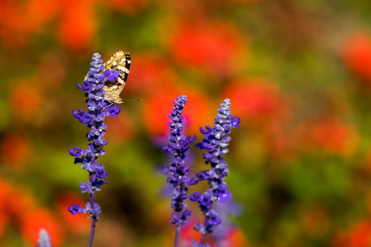 蓝花鼠尾草