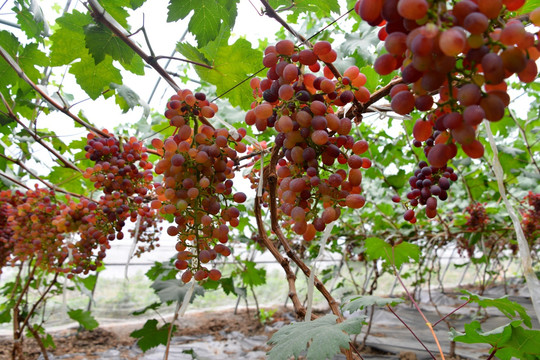 葡萄园葡萄架上的葡萄果实
