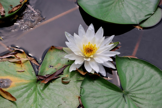 睡蓮 白蓮花